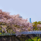 桜⑨