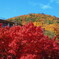 北山の紅葉