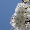 山桜01