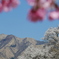 阿蘇中岳と桜