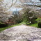 桜01