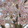 今日の桜