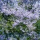 Cherry Blossoms...