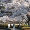 桜トンネル