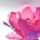 花　杯