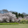 花吹雪の中で