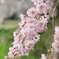 枝垂れ桜