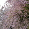 枝垂れ桜