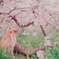 桜の木の下で（M6＋Summilux）