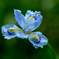 2017-04-12 12.52.29 公園で見つけた花　