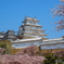 姫路城と桜3