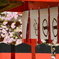 車折神社の桜４