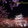 弘前さくらまつり2013　H25.5.5