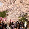 満開の桜回廊
