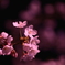 夜桜