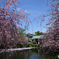 三嶋大社の枝垂れ桜