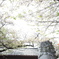 狛犬、桜を見上げ。