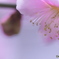 PINK　PINK