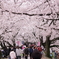 八幡 桜まつり