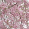 枝垂れ桜