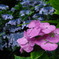 blue and pink 2