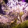 花よりさんぽ