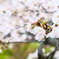 別れの開花
