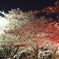 夜桜のコントラスト