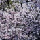 Cherry Blossoms...