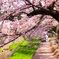 桜トンネルの下で