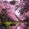 鏡桜
