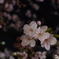 夜桜２