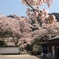 京都山科 毘沙門堂