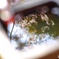 Pの手水舎その2