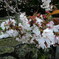 1001 不断桜