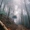 霧の愛宕山