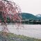 春の京都 嵐山 渡月橋と桜