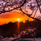 夕日と桜