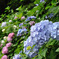 大きな紫陽花
