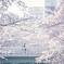 地元の桜
