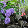 岩紫陽花