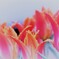 Pink Tulip＿「愛の芽生え」