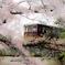 桜並木