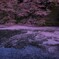 Sakura Gradation