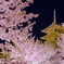 東寺夜桜２