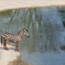 サバンナ気分