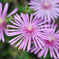 Flower Works