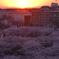夕日に輝く