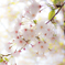 谷中霊園　桜