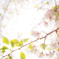 谷中霊園　桜